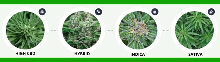 Dr. Strains CBD variety types