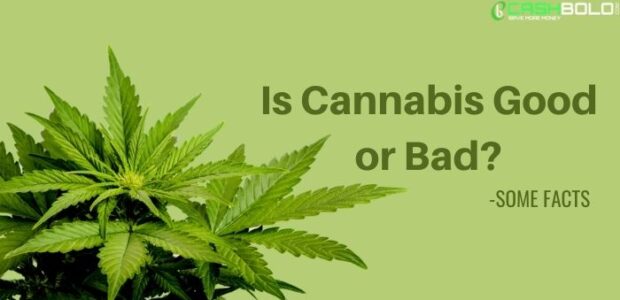 Is Cannabis Good or Bad