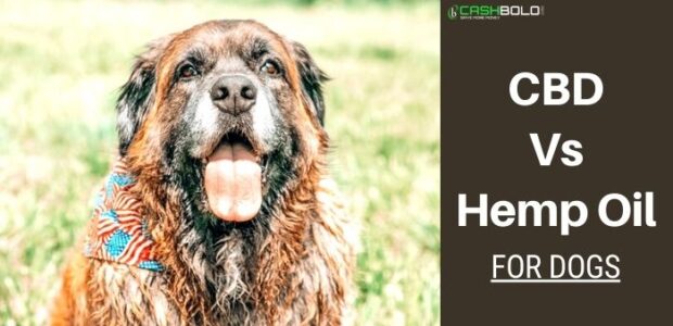 CBD Oil Vs Hemp Oil for Dogs