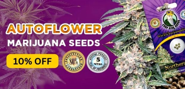 Crop King Autoflowering Seeds for Sale